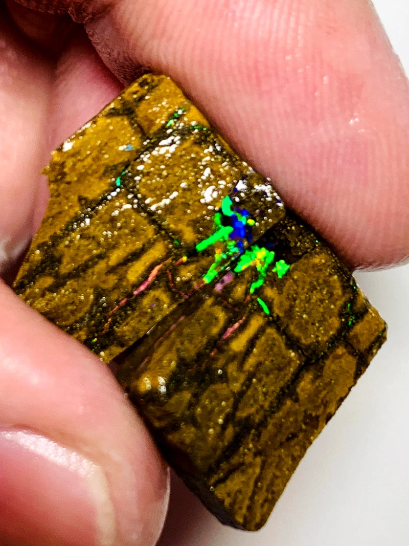 Queensland Boulder opal rough pair 37cts Winton Bright Vibrant Multifires showing 18x15x14mm & 18x14x5mm BFC65