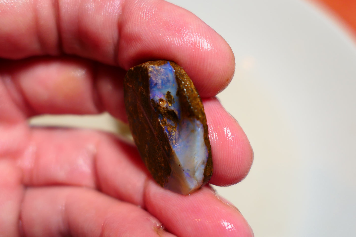 Queensland Boulder Matrix opal 26cts rough / slice Koroit bits fires 28x18x5mm BD#07