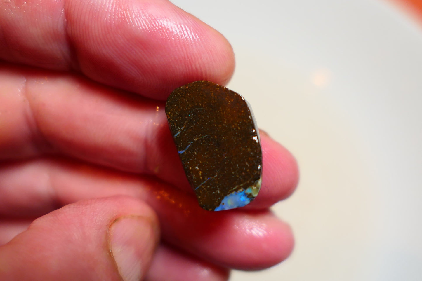 Queensland Boulder opal 19cts rub / rough / preform Koroit Blue fires 17x10x4mm BR#02