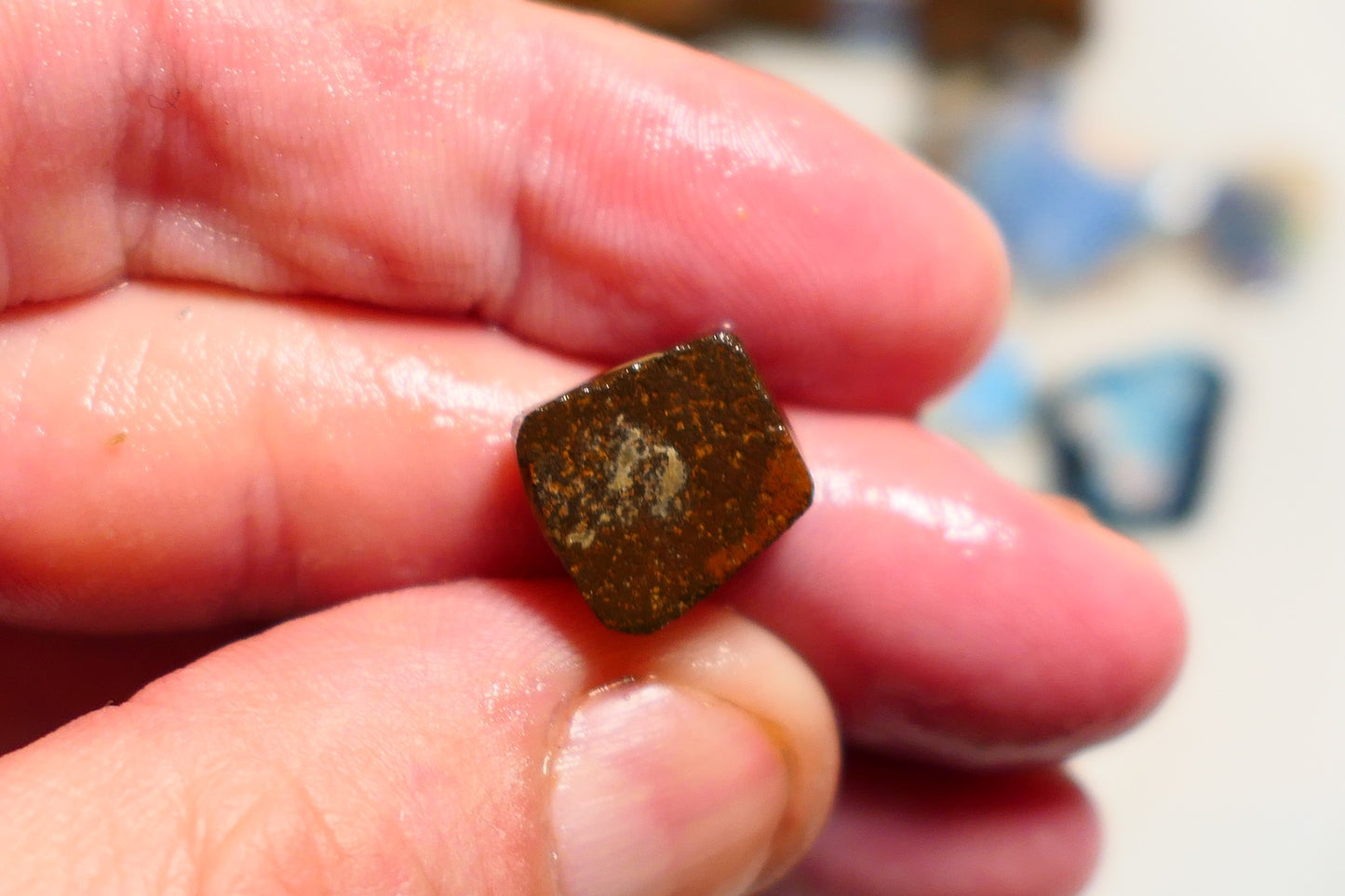 Queensland Boulder opal 9cts rub / rough / preform Koroit Blue fires 12x10x5mm BRA07