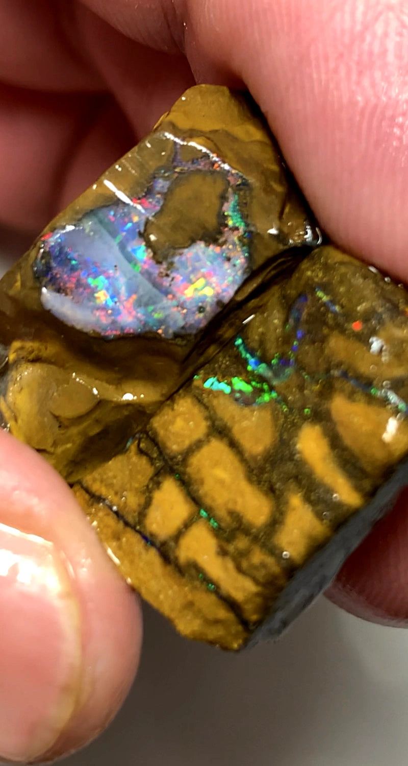 Queensland Boulder opal rough pair 60cts Winton Bright Multifires showing 25x18x11mm & 20x12x6mm BFC66