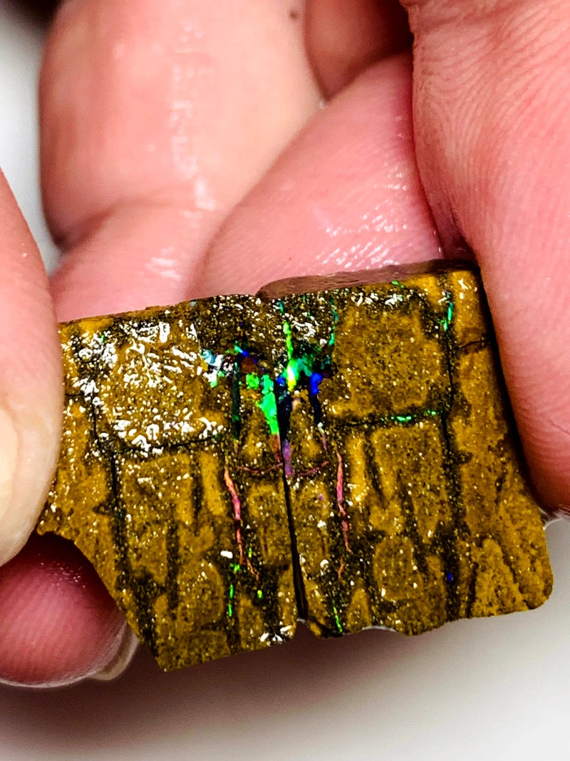 Queensland Boulder opal rough pair 37cts Winton Bright Vibrant Multifires showing 18x15x14mm & 18x14x5mm BFC65