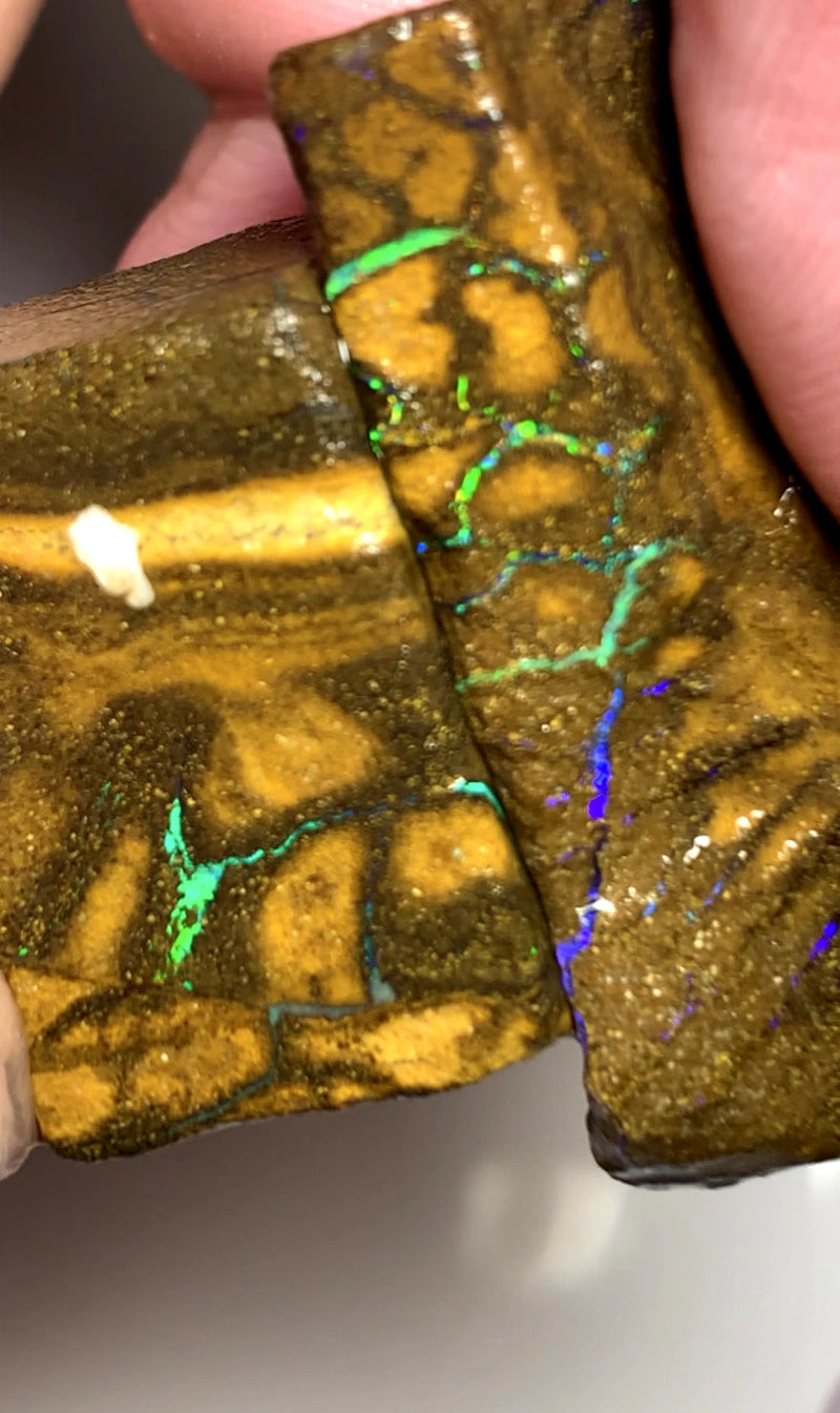 Queensland Boulder opal rough pair 105cts Winton Bright Multifires showing 37x12x8mm & 27x17x9mm BFC67