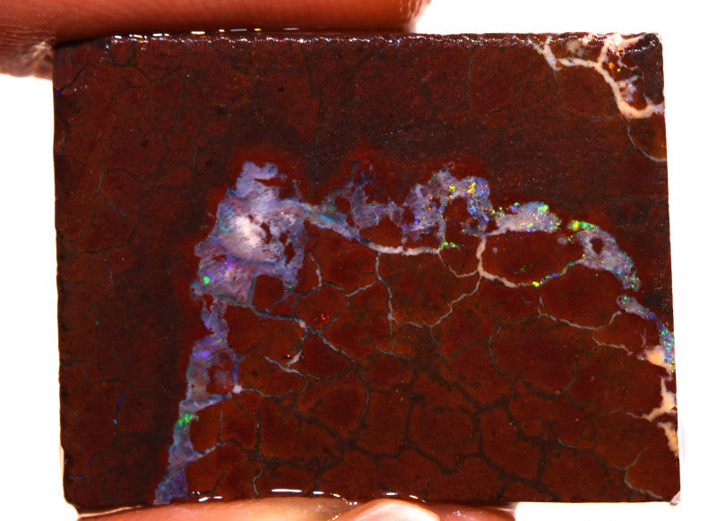 Australian Queensland Boulder Matrix opal 50cts rough / slice Koroit veins of Multifires 26x19x7mm BFA28