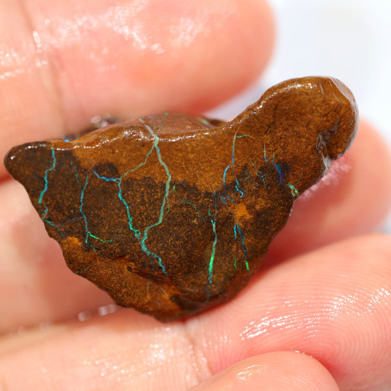 Australian Queensland Boulder Matrix opal single 49cts Tumbled rough Koroit Green fires to veins & Lots potential 32x19x12mm BFA40