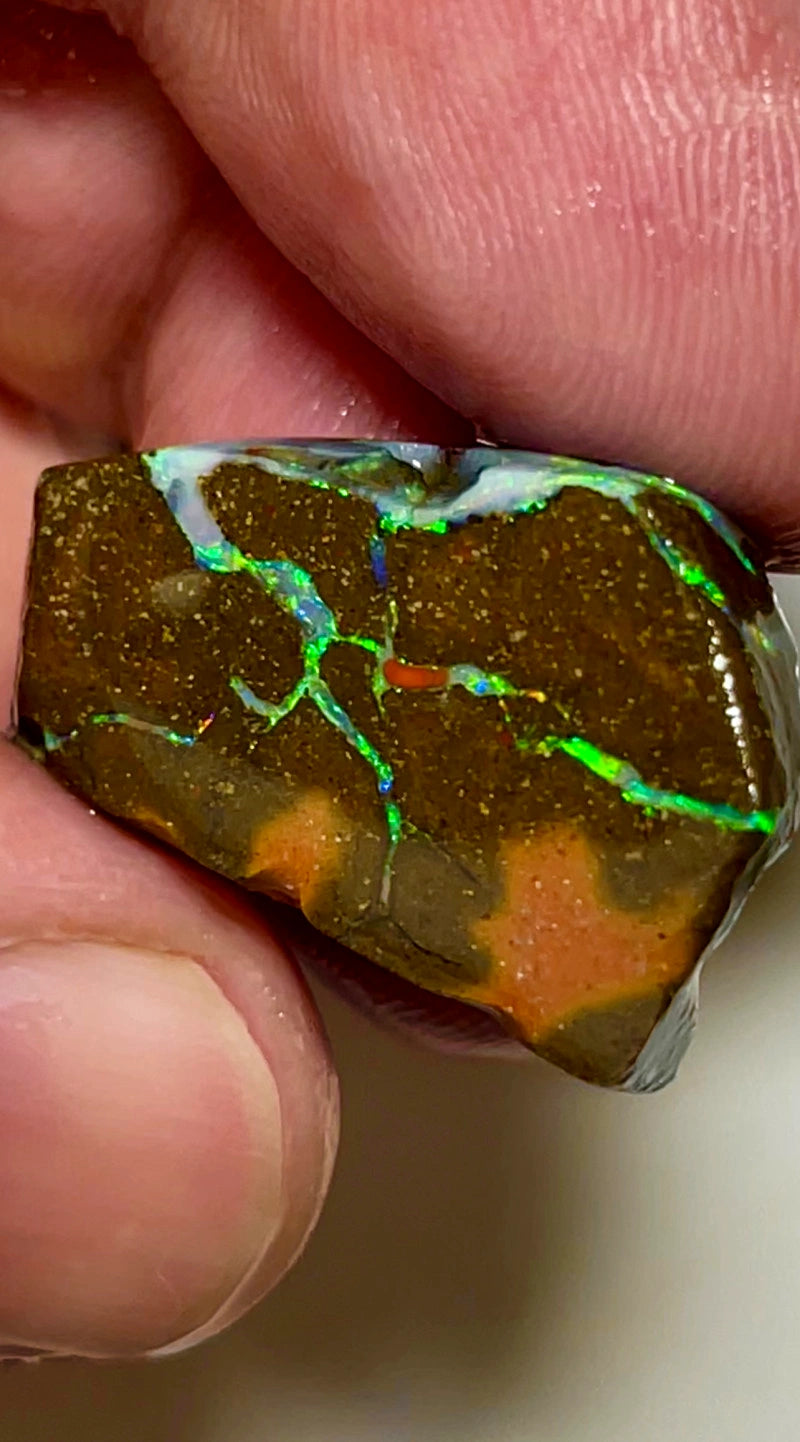 Queensland Boulder opal 33cts Winton rub/rough Very Bright Multifires in Exposed Veins on rubbed face 25x15x8mm BFC74
